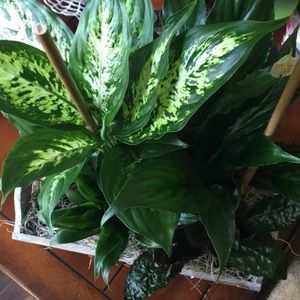 Meet your Posher, Ghada